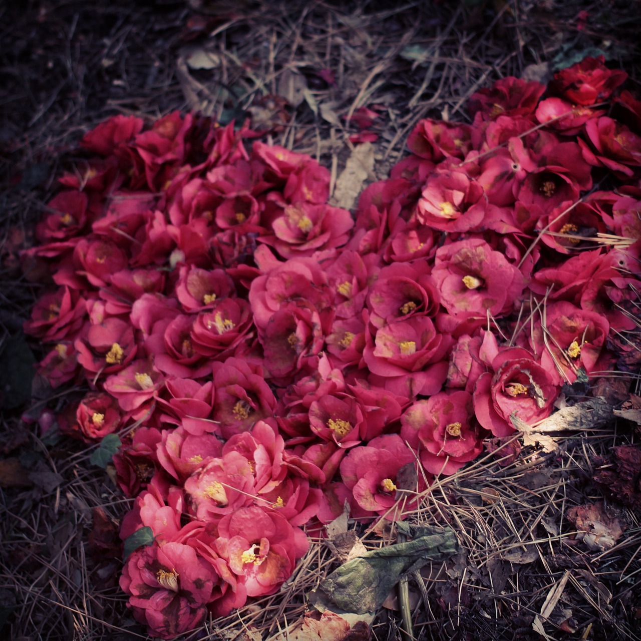 yeosu camellia flower heart free photo