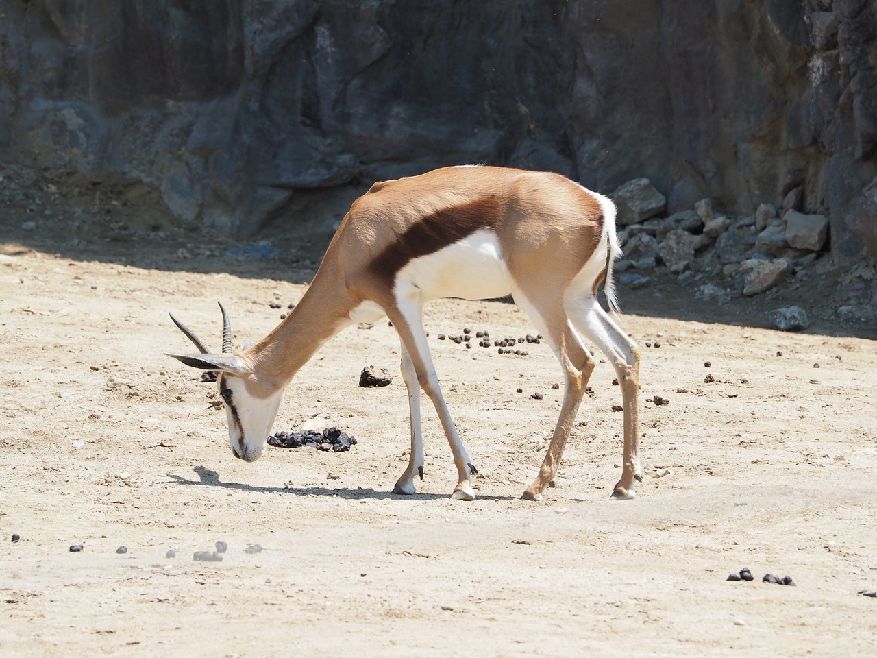 yeoyang zoo a grazing animal free photo