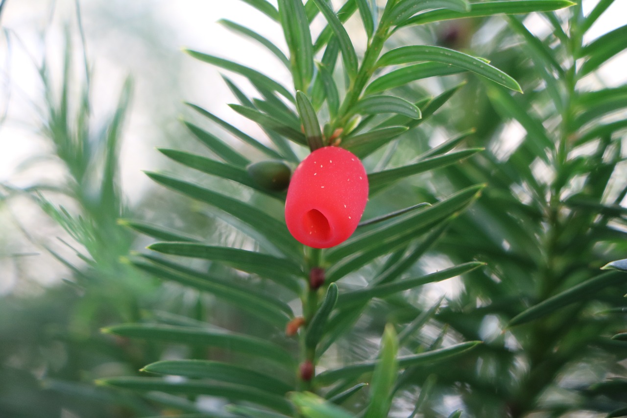 yew fruit plant free photo