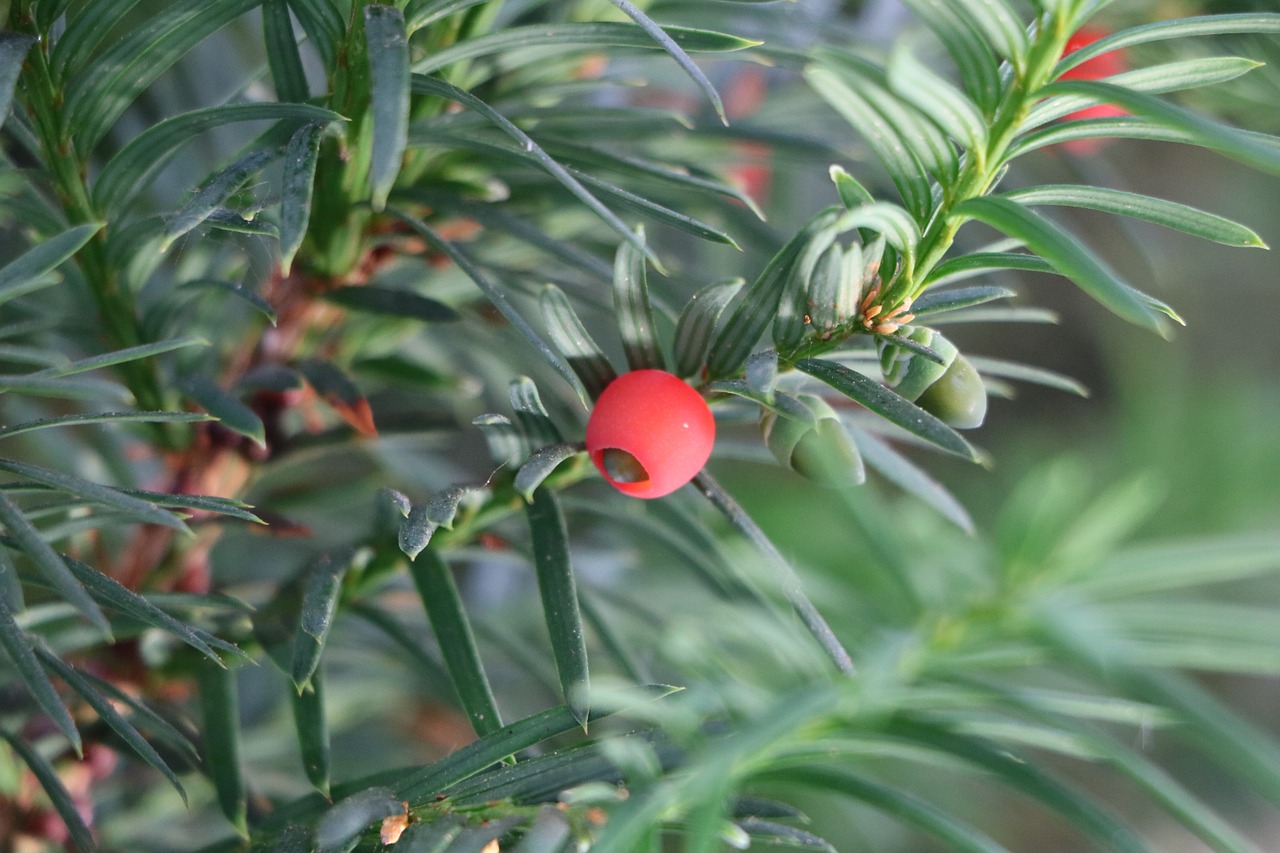 yew fruit plant free photo