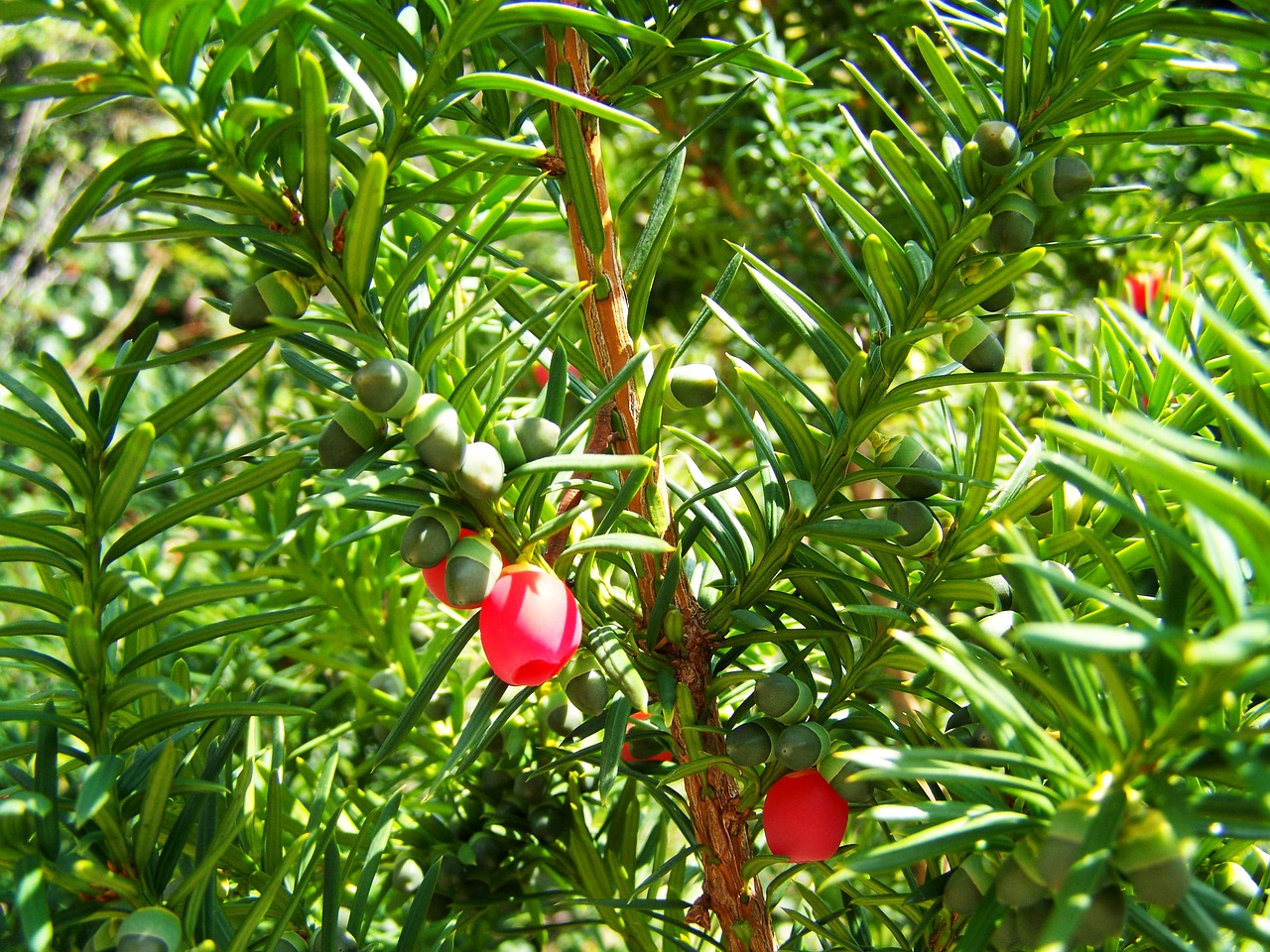 yew berries green free photo