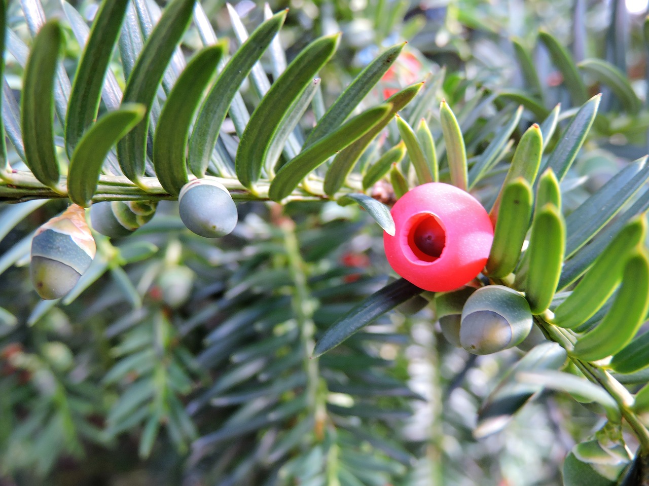 yew taxus baccata green free photo