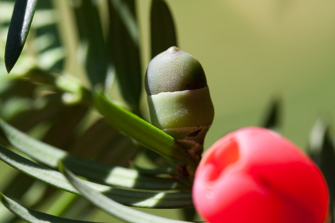 yew taxus plant free photo