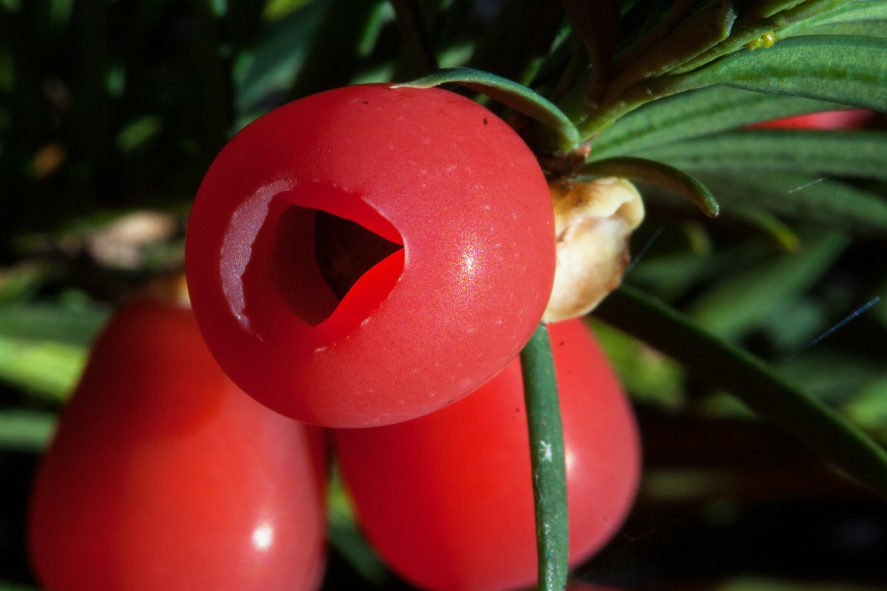 yew taxus plant free photo