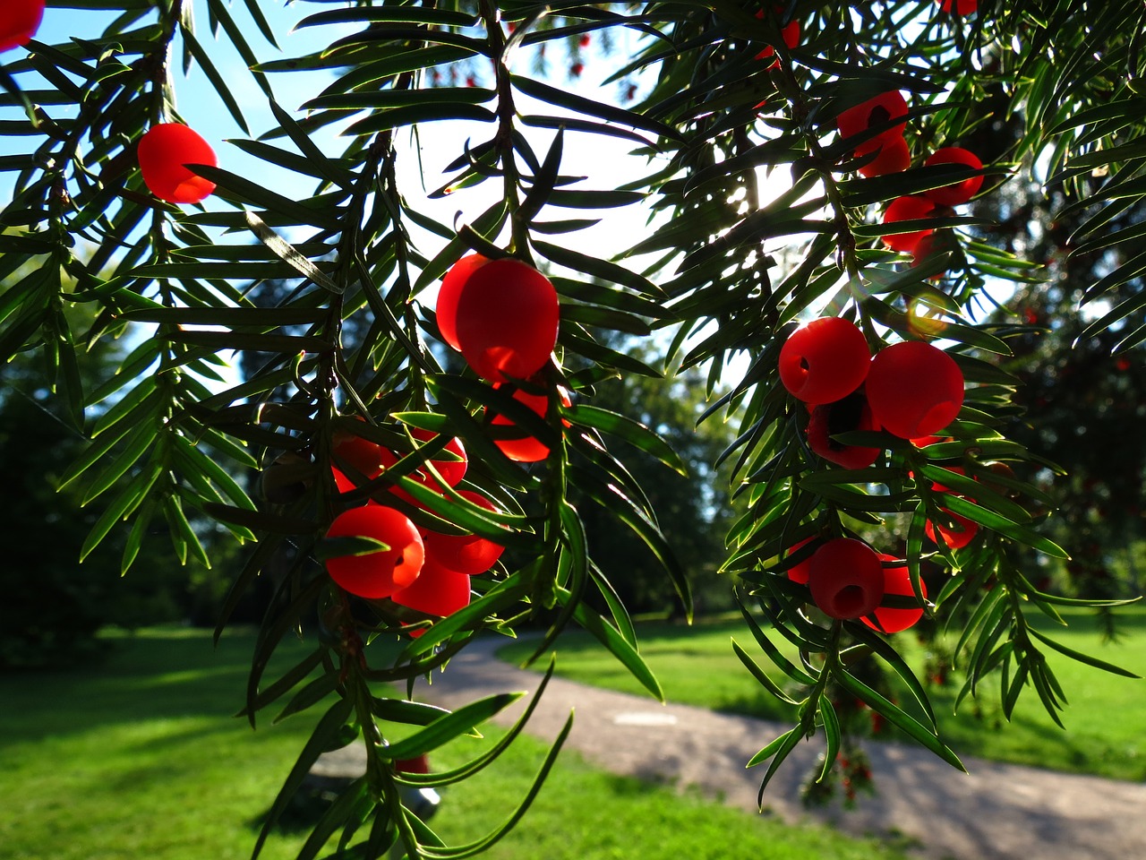 yew conifer european yew free photo