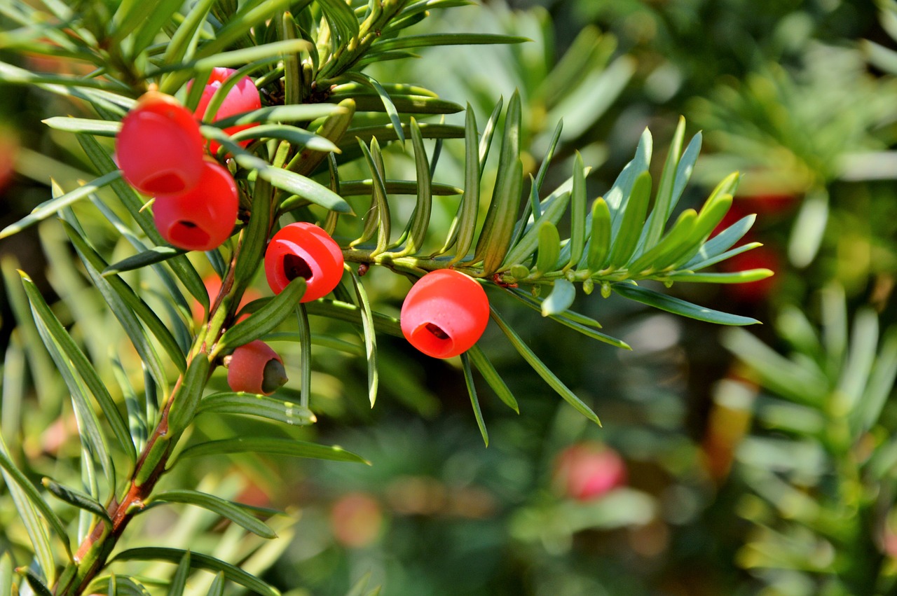 yew bush yew family free photo