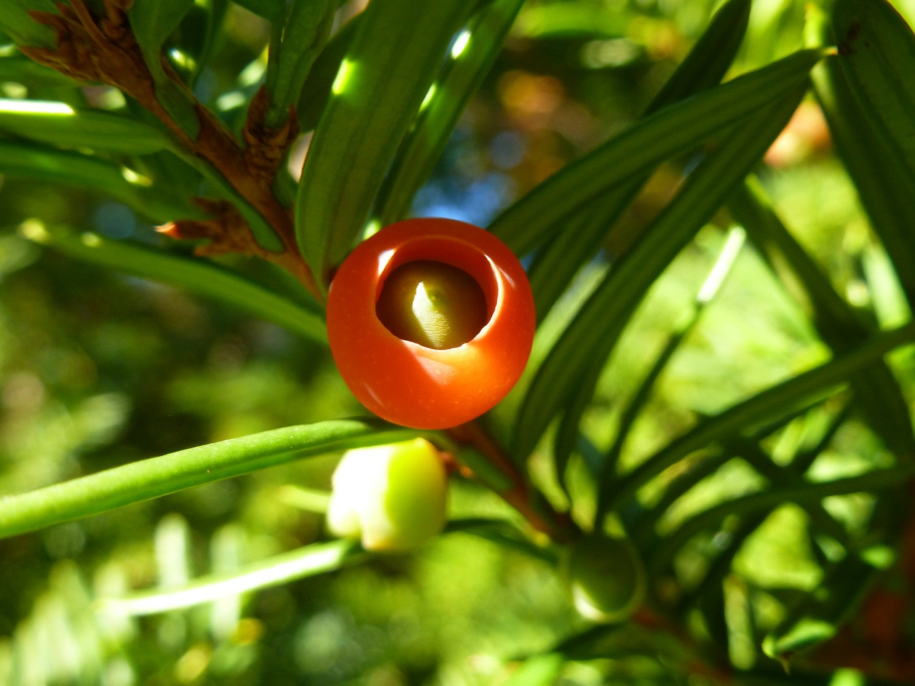 yew berry tree free photo