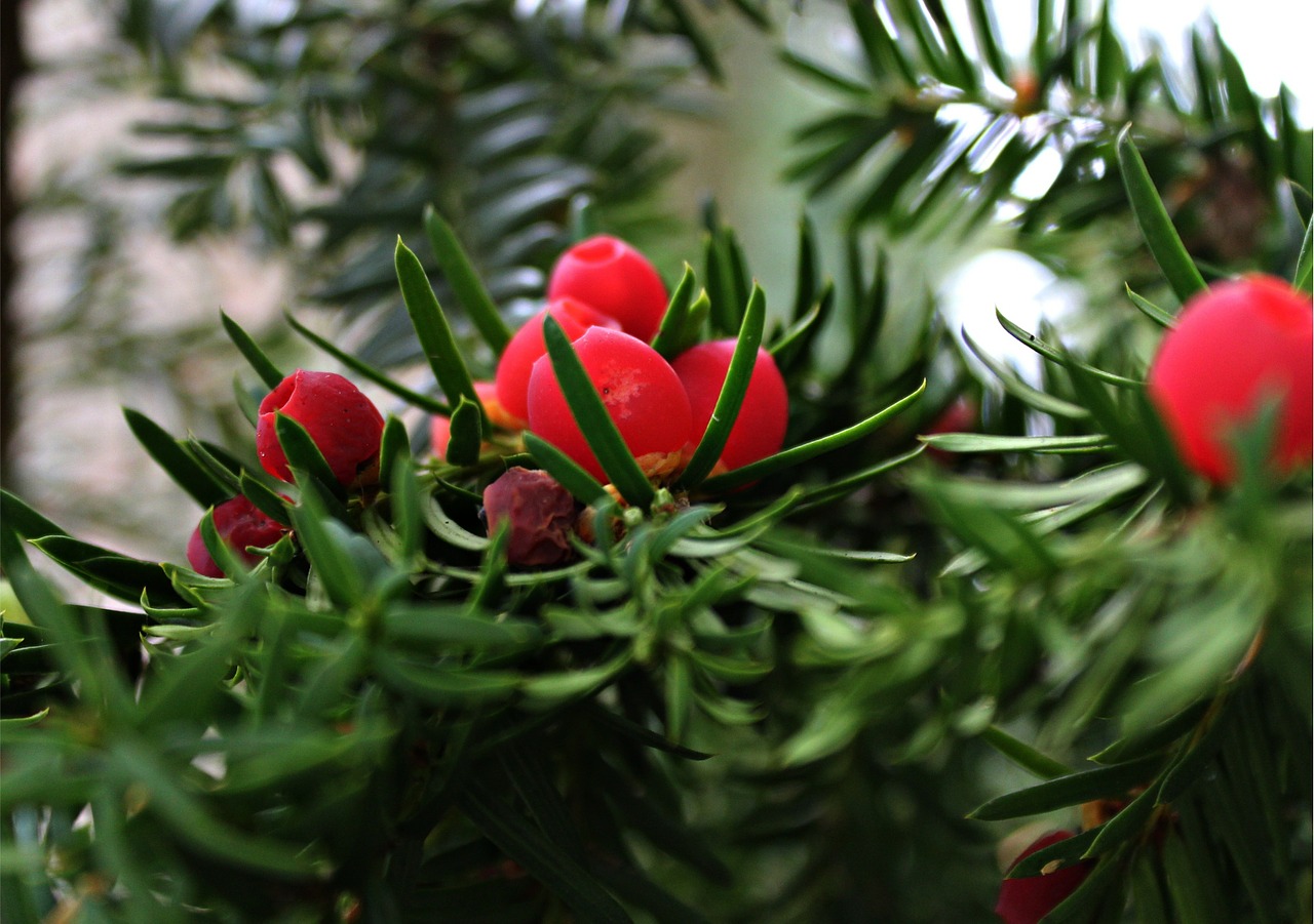 yew tree autumn free photo