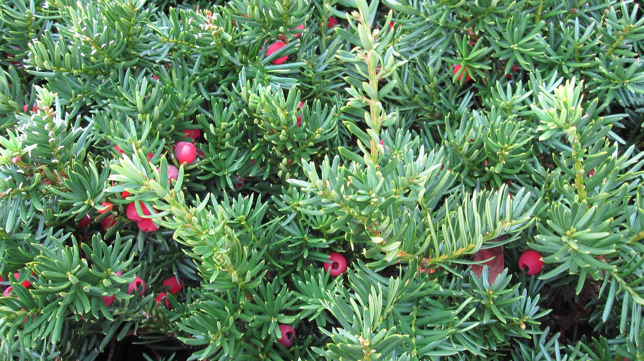 yew green pattern free photo