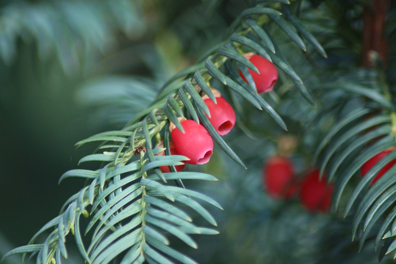 yew autumn fruits free photo