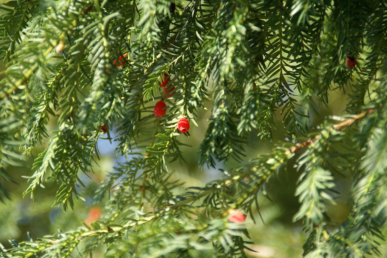 yew tree plant free photo