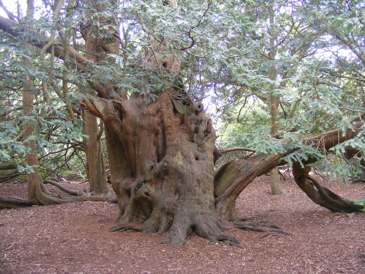 yew tree old england free photo