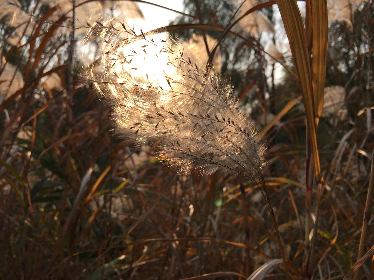 yimiyangguang reed breeze free photo