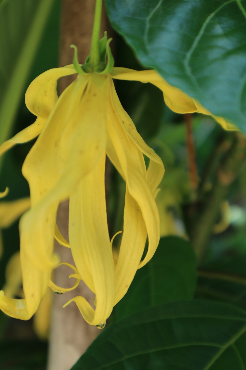 ylang-ylang yellow antique flower free photo