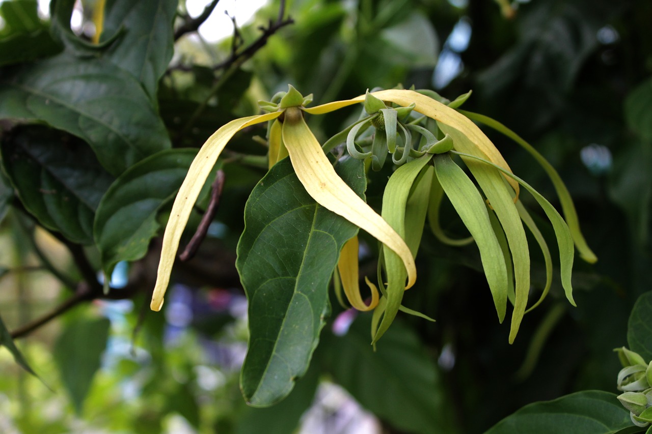 ylang-ylang  flower  aromatherapy free photo