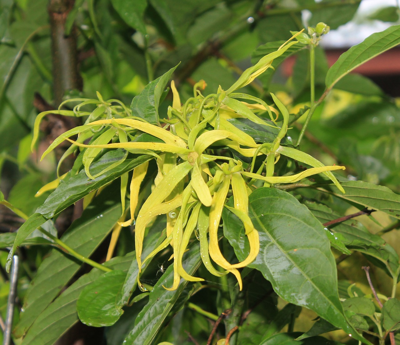 ylang-ylang flower smell yellow free photo