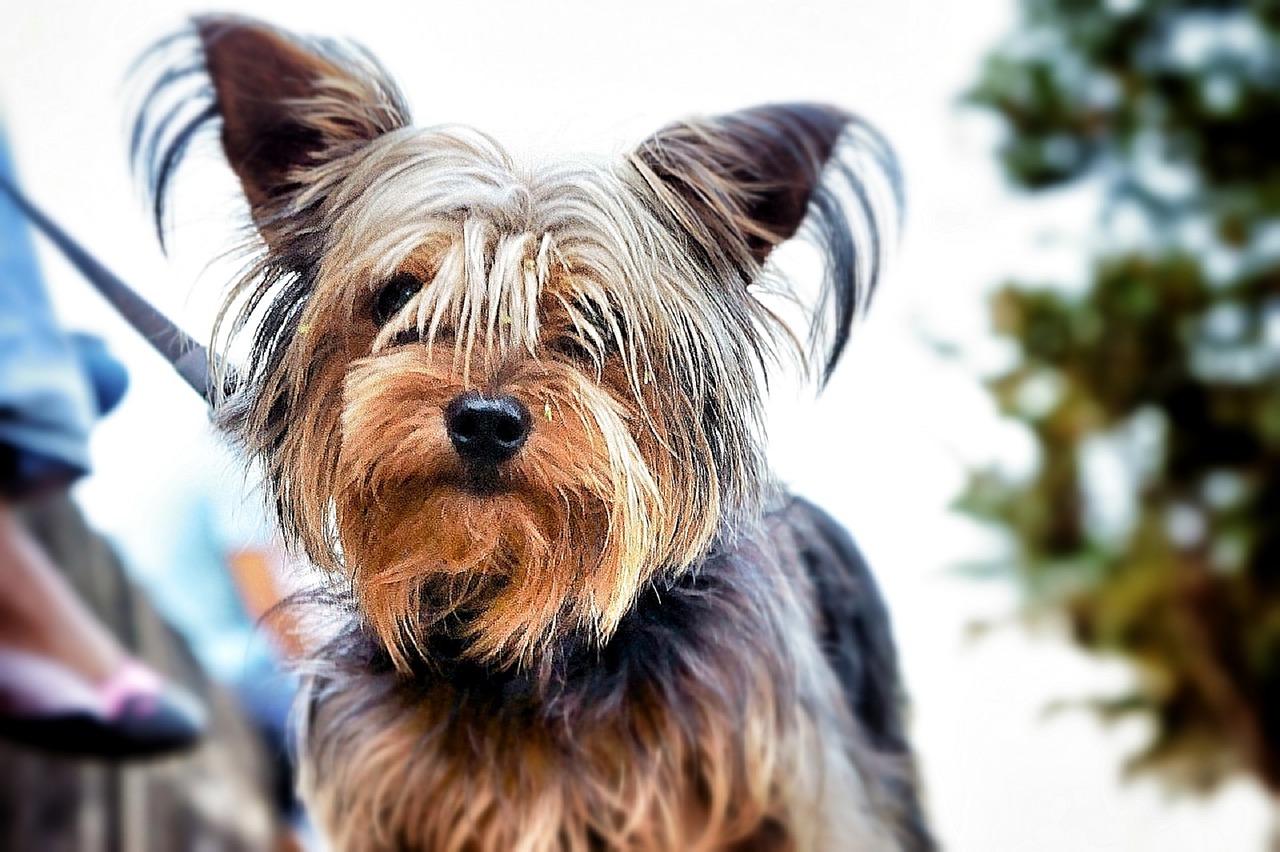 yorkie dog yorkshire terrier free photo