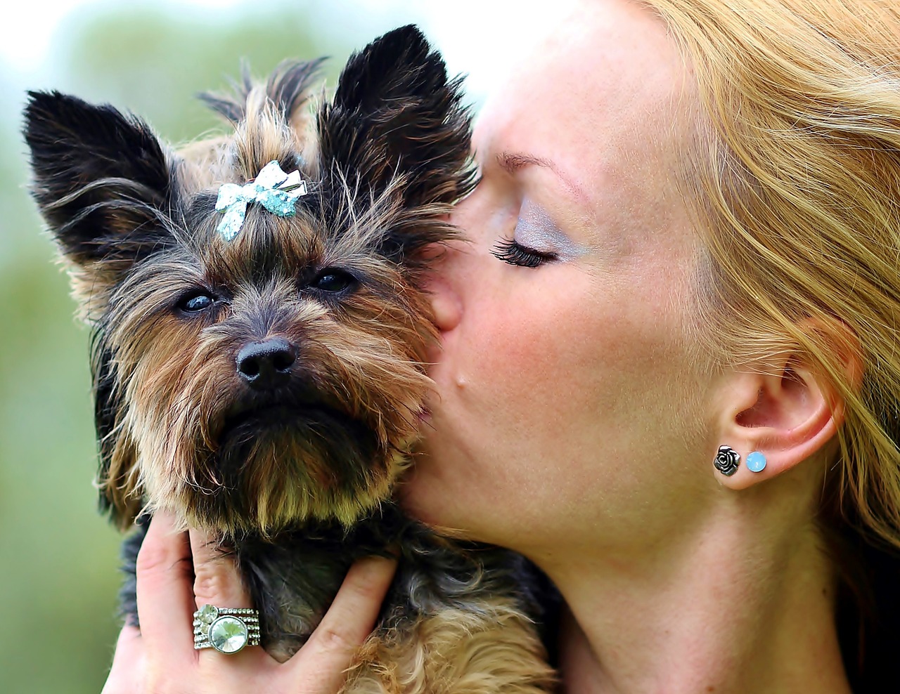 yorkie kisses love free photo