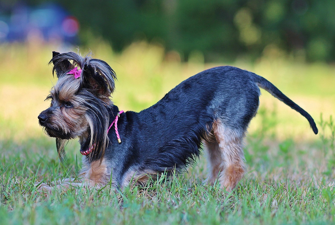 yorkie bow dog free photo