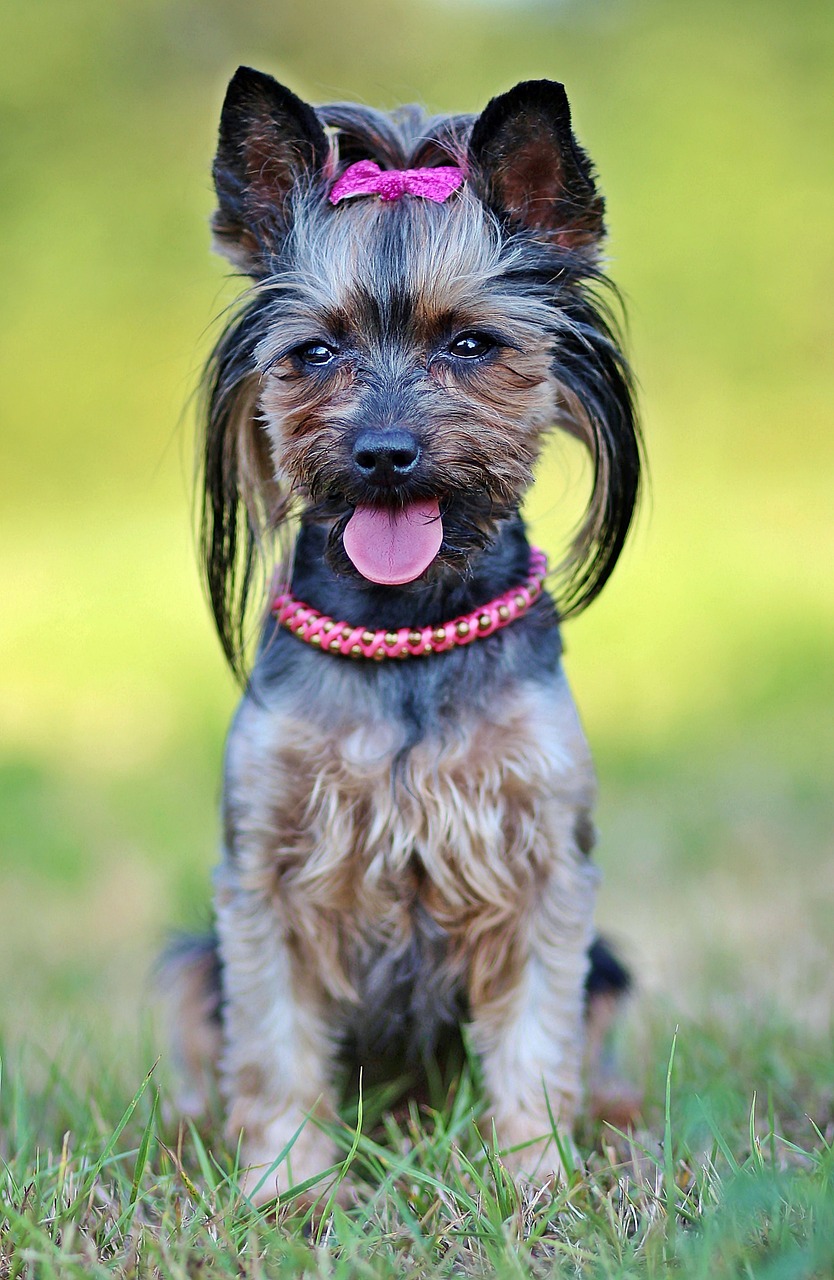 yorkie dog beauty free photo