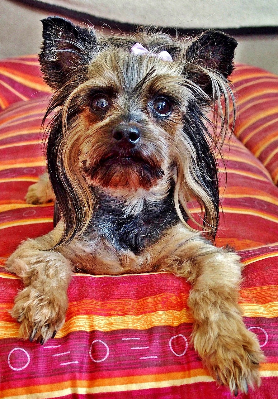 Yorkie,dog,bed,sweet,free pictures - free image from needpix.com