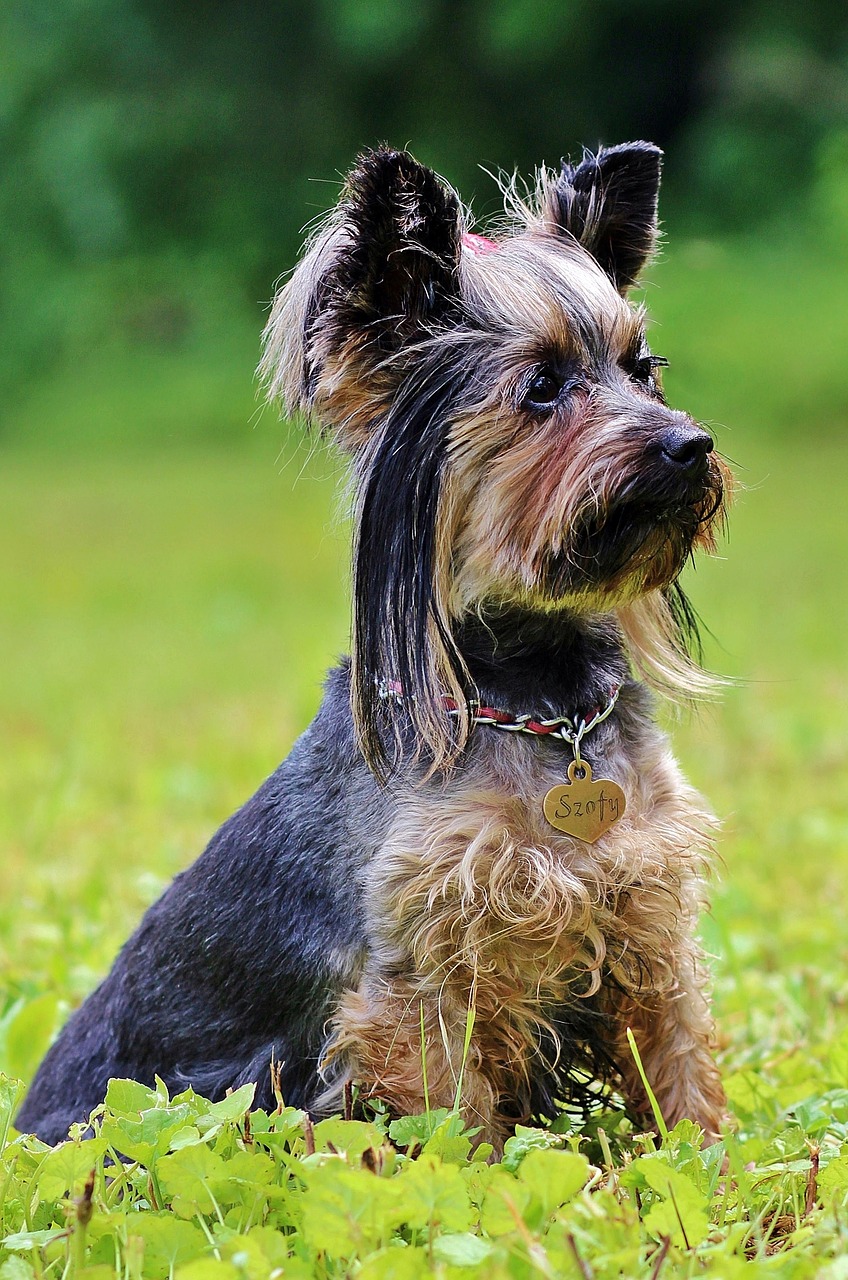 yorkie dog sitting free photo