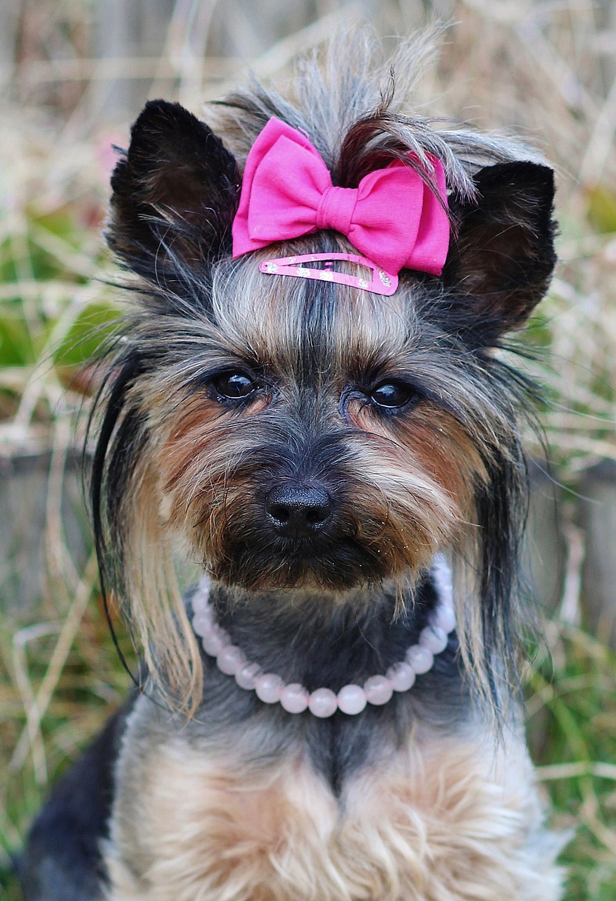 yorkie pretty pink bow free photo