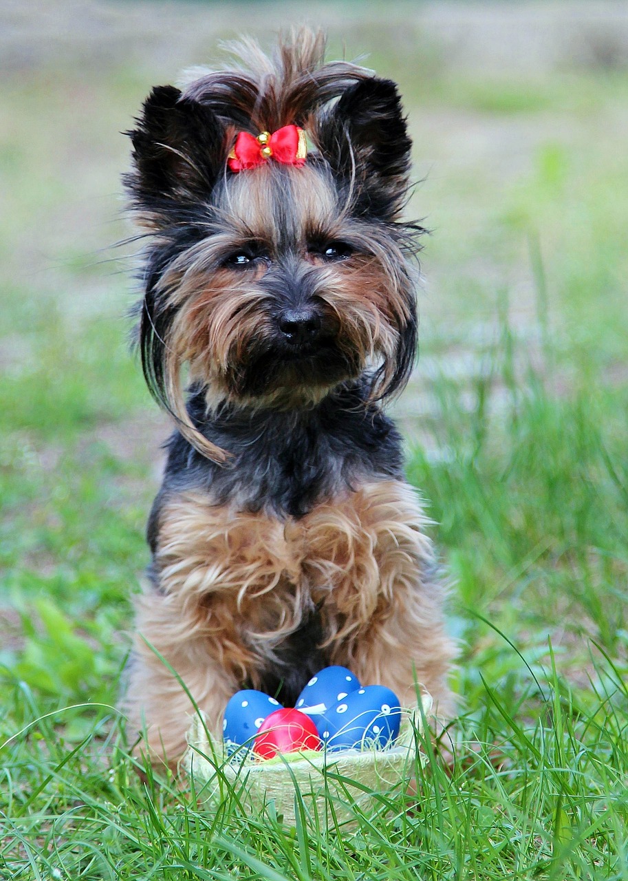 yorkie eggs bow free photo