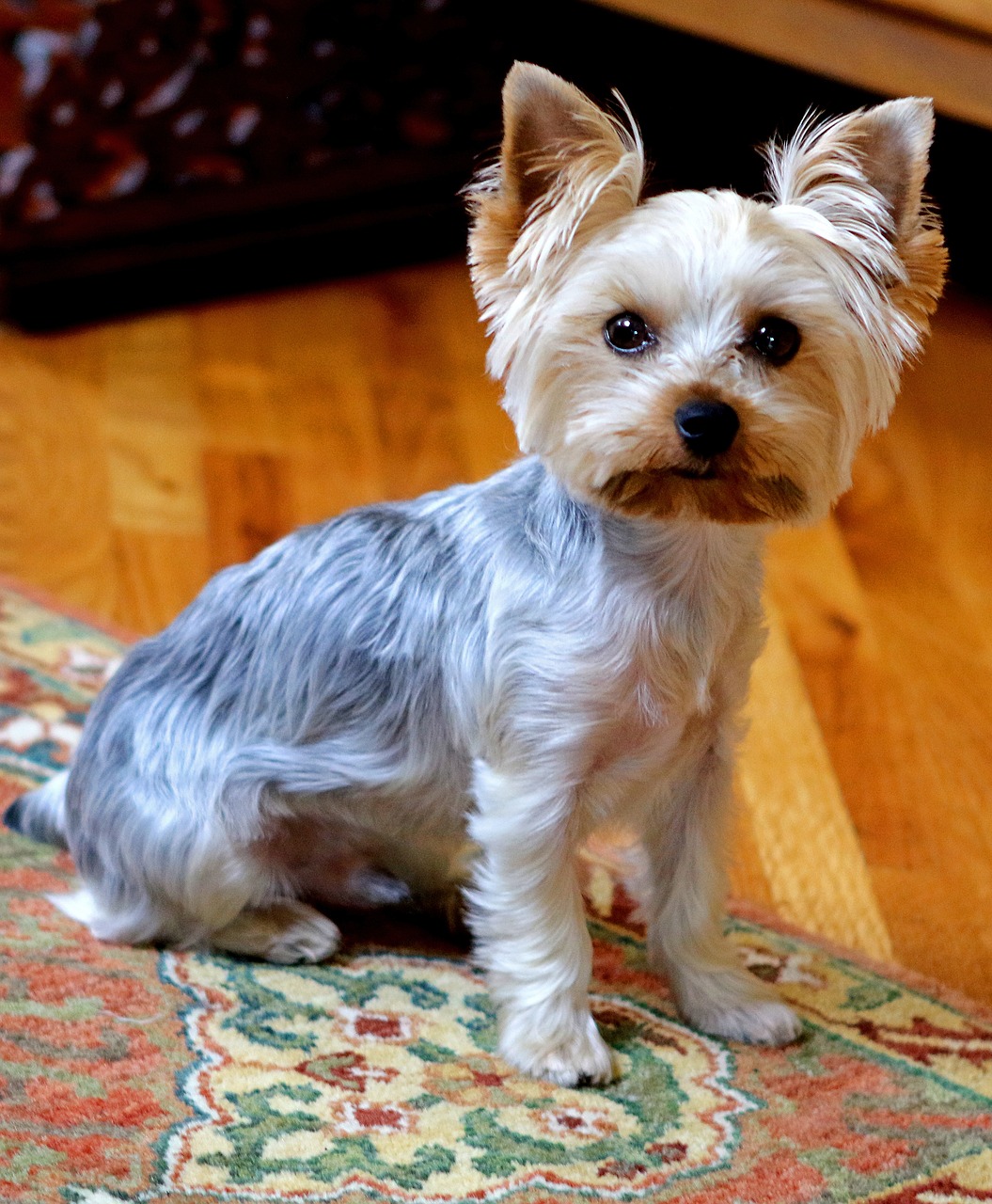 yorkie dog cute free photo