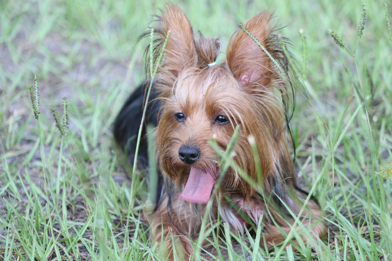 yorkie  yorkshire terrier  dog free photo