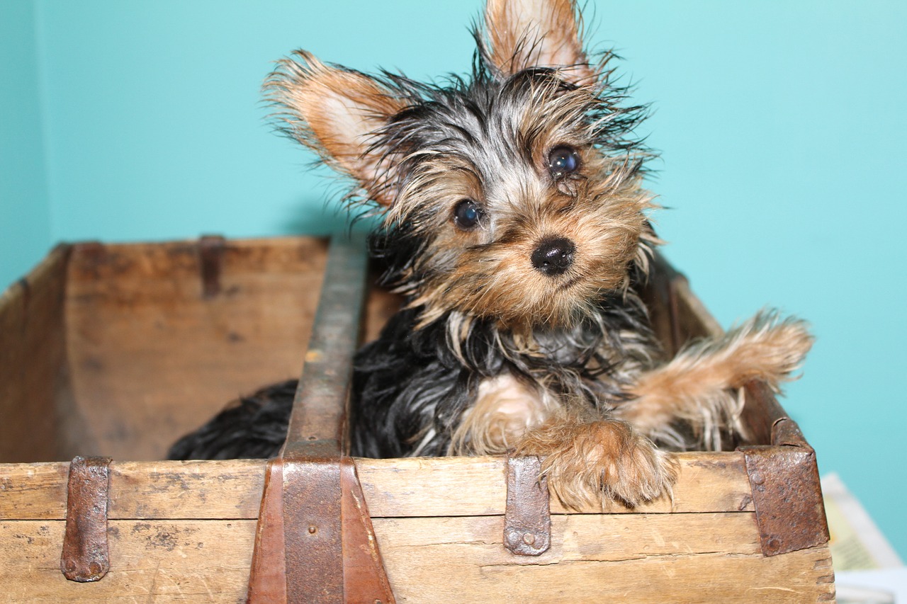 yorkie  yorkshire  terrier free photo