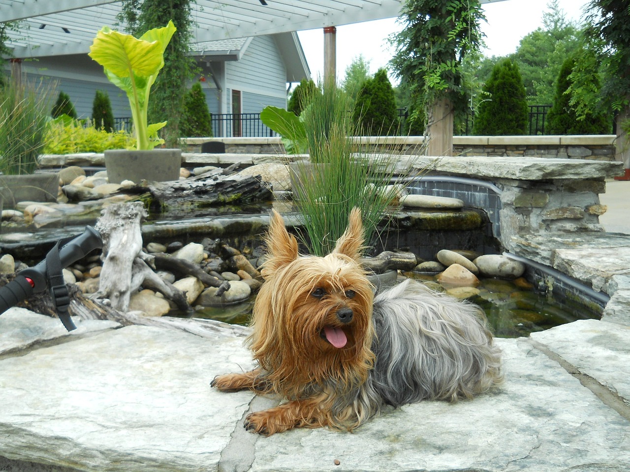 yorkie stone yorkshire free photo