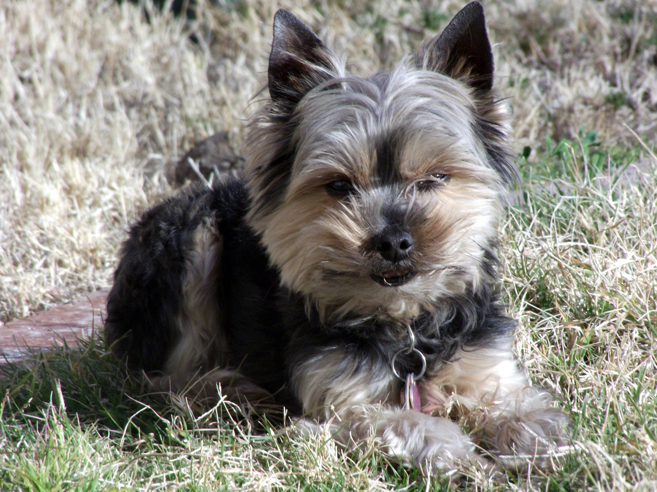 yorkie dog portrait free photo