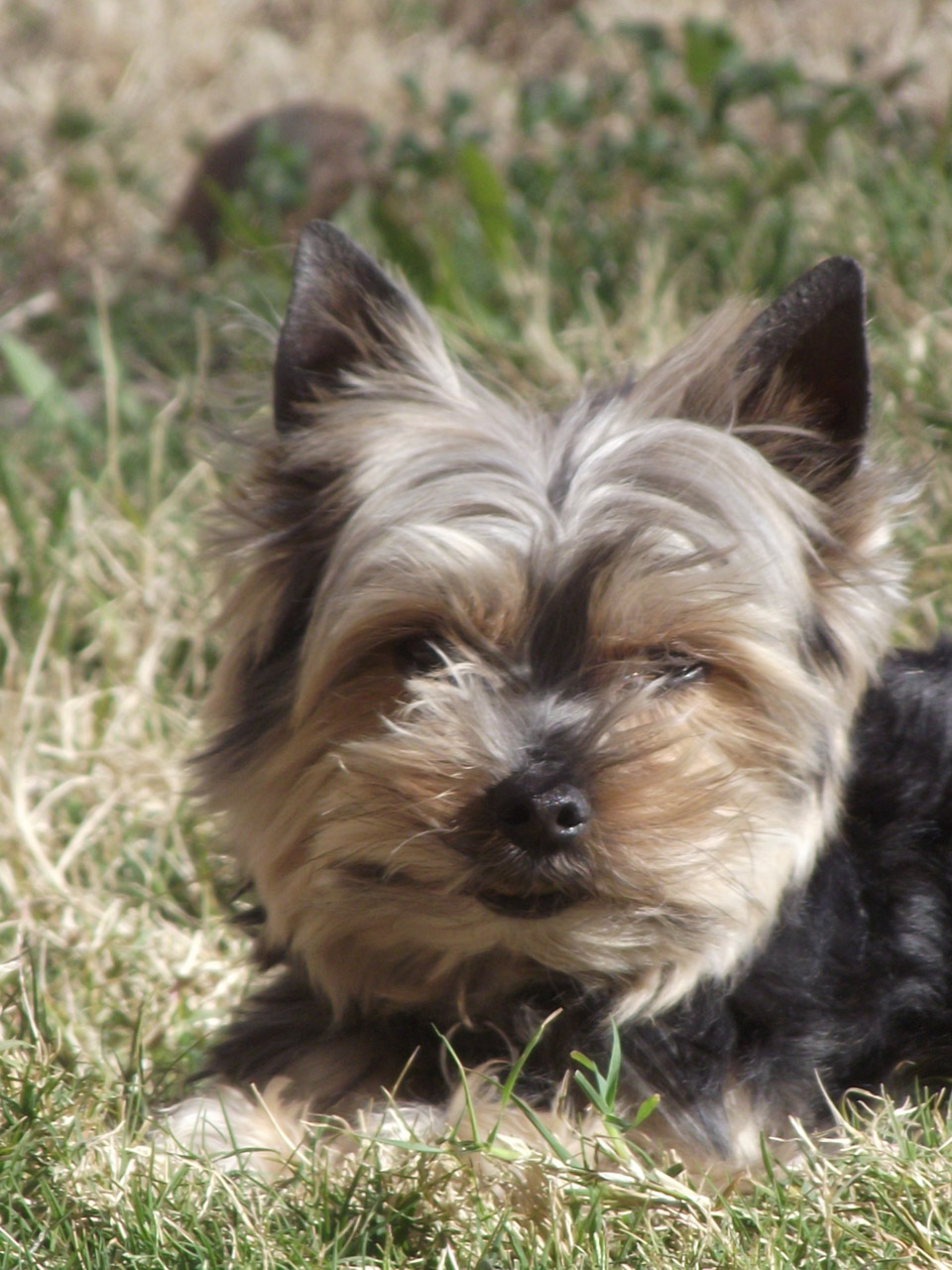 yorkie dog portrait free photo