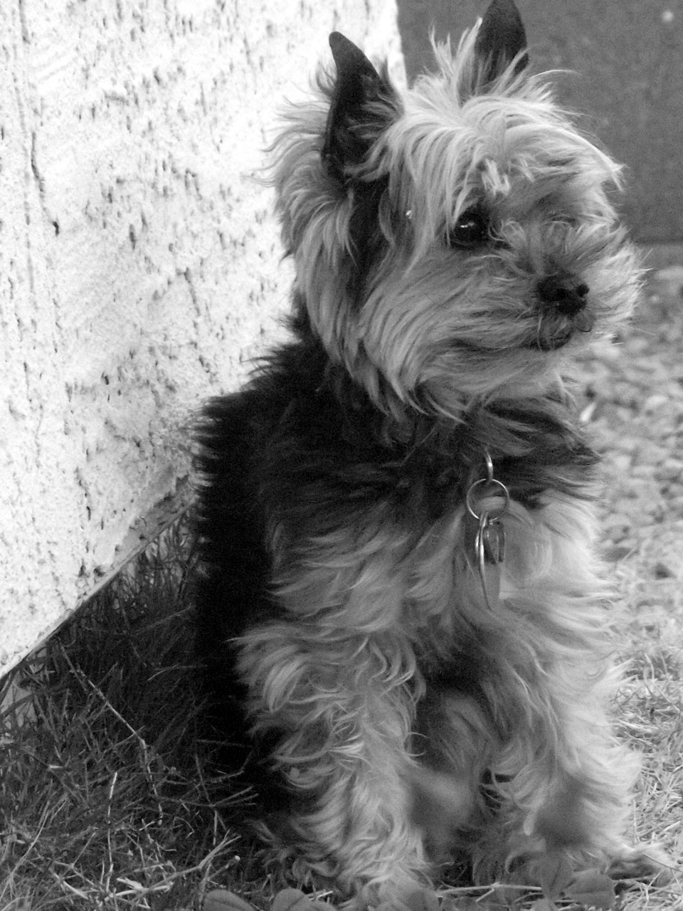 yorkie dog portrait free photo