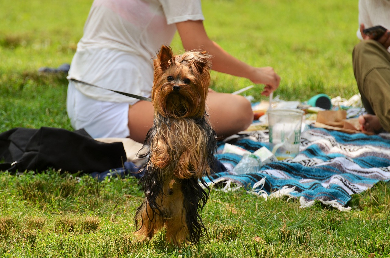 yorkshire dog picnic free photo
