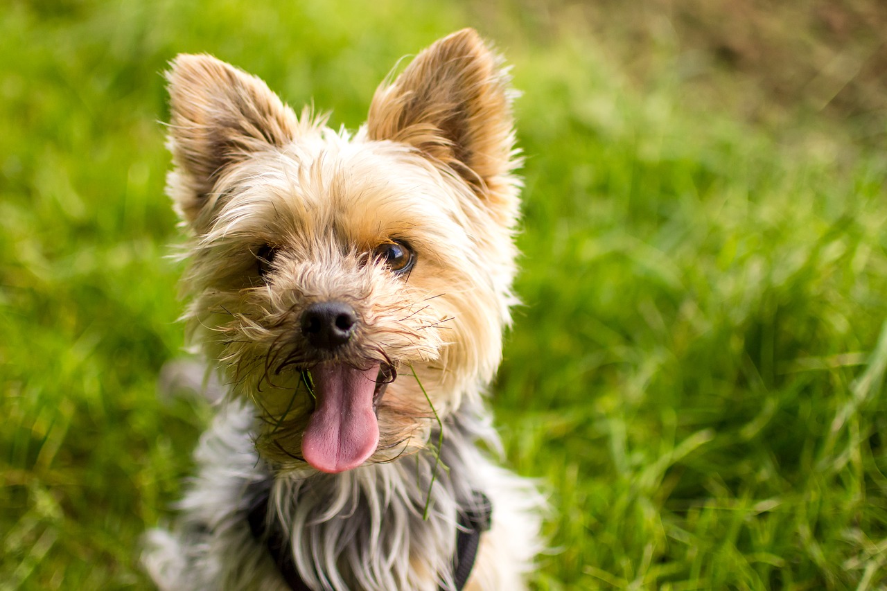 yorkshire terrier dog free photo