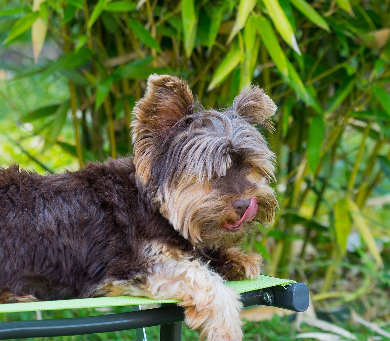 yorkshire dog animal free photo