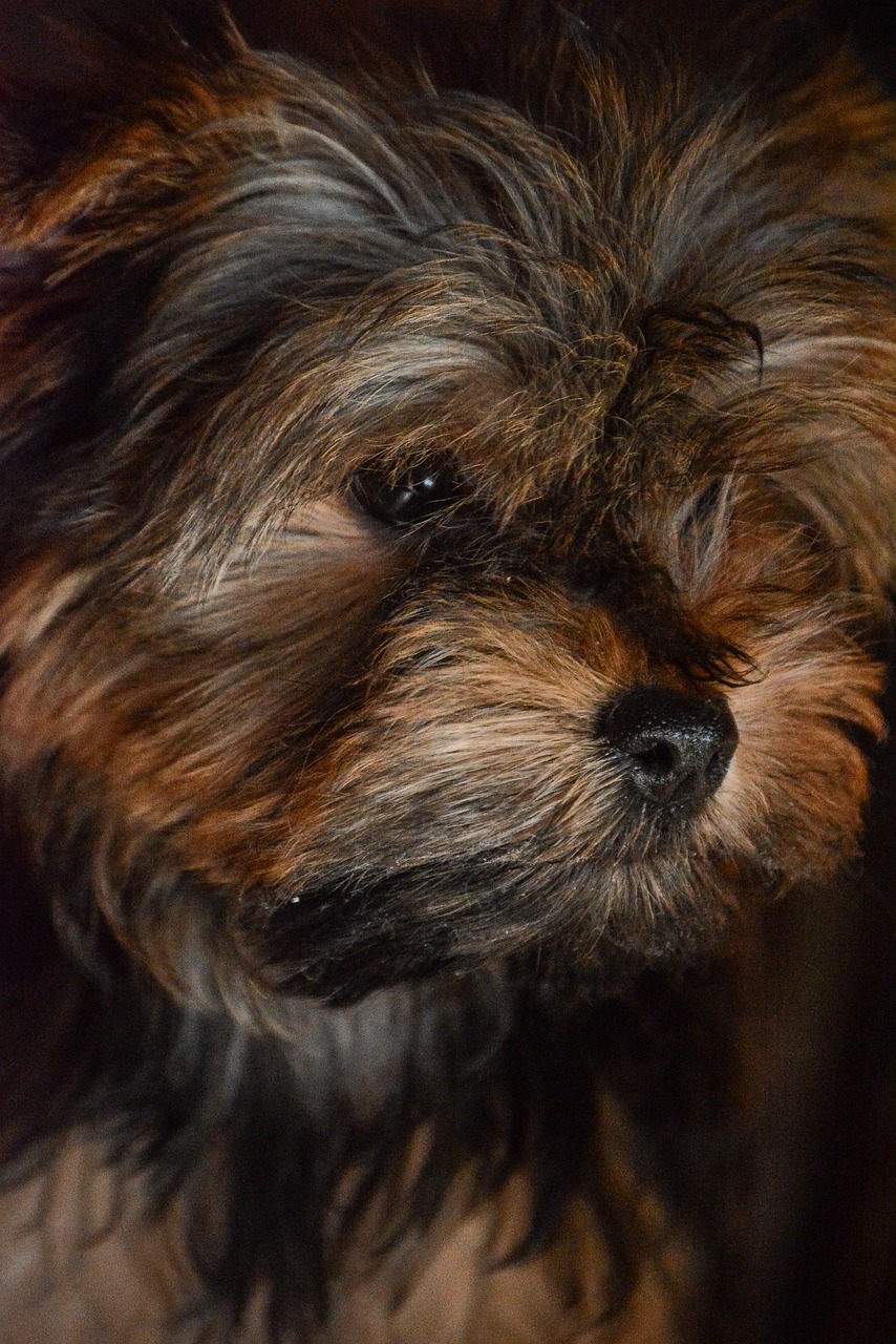 yorkshire terrier small free photo