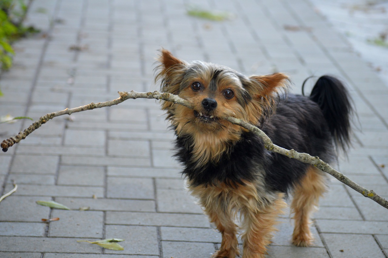 yorkshire  dog  batons free photo