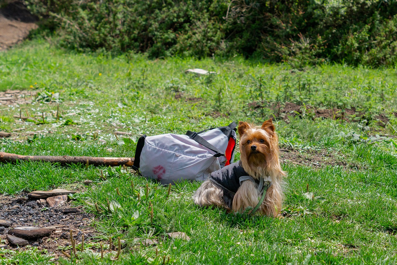 yorkshire  dog  cute free photo