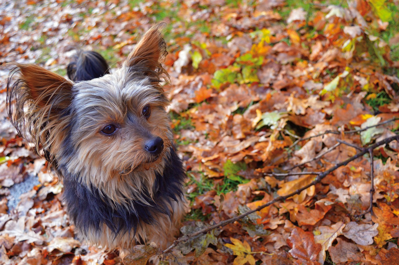 yorkshire in the foliage  autumn  dog free photo