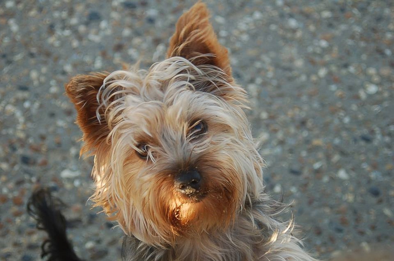 yorkshire terrier terrier dog free photo