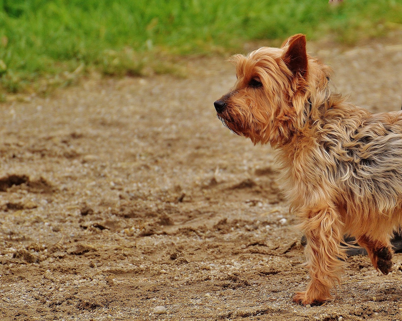 yorkshire terrier dog small dog free photo