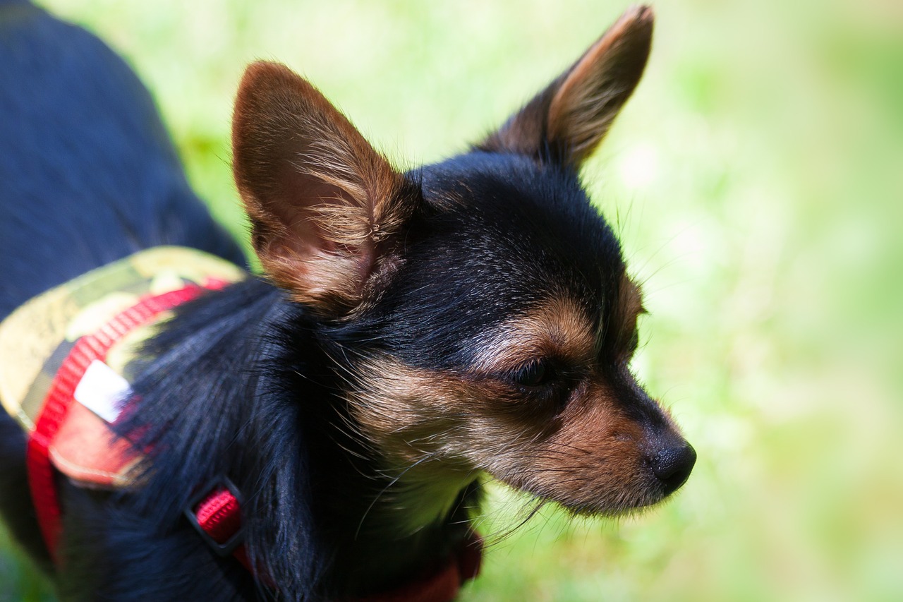 yorkshire terrier hybrid chihuahua free photo