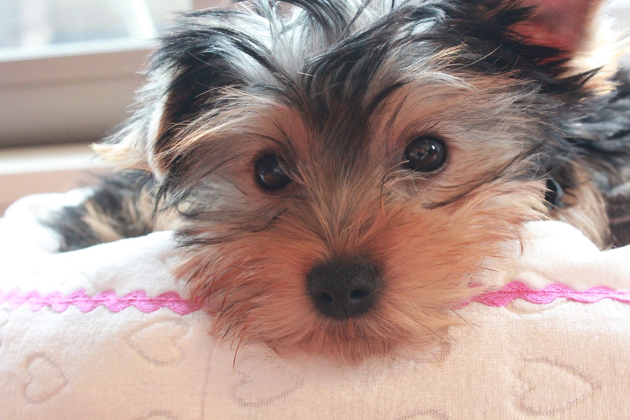 yorkshire terrier puppy dog face free photo