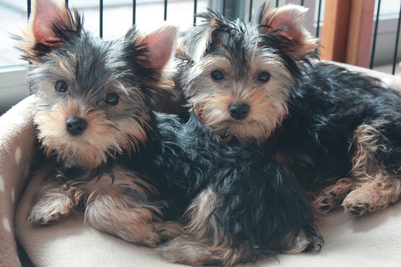 yorkshire terrier puppy dog brothers free photo