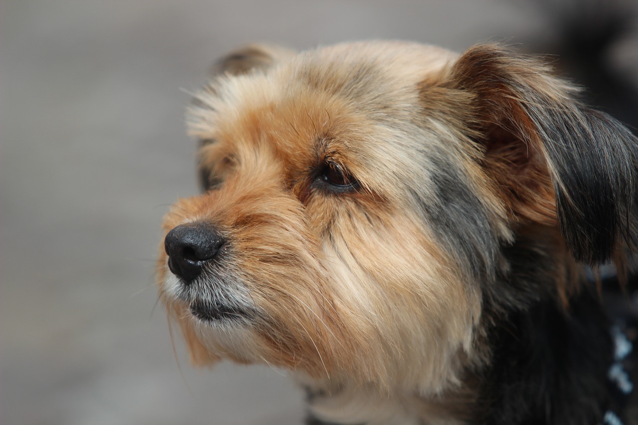 yorkshire terrier dog portrait free photo
