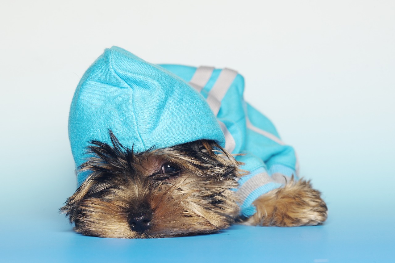 yorkshire terrier dogs dog free photo