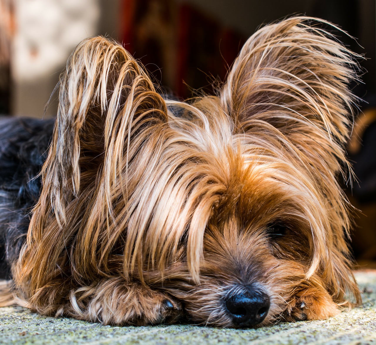 yorkshire terrier dog small free photo